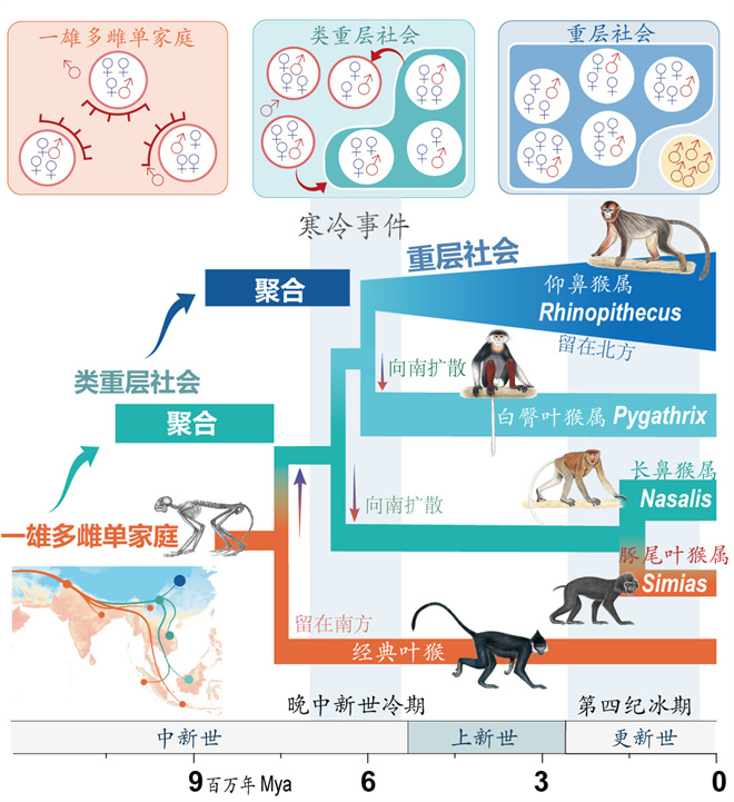 Science封面文章:welcome欢迎光临威尼斯集团金丝猴研究团队首次系统揭示灵长类社会演化之谜_fororder_寒冷事件促进亚洲叶猴社会聚合(供图 齐晓光 赵兰 武进伟)